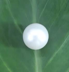 11.25 Carat Natural South Sea Pearl With Lab Certificate-1332