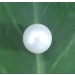 6.25 Carat Natural South Sea Pearl With Lab Certificate-1332
