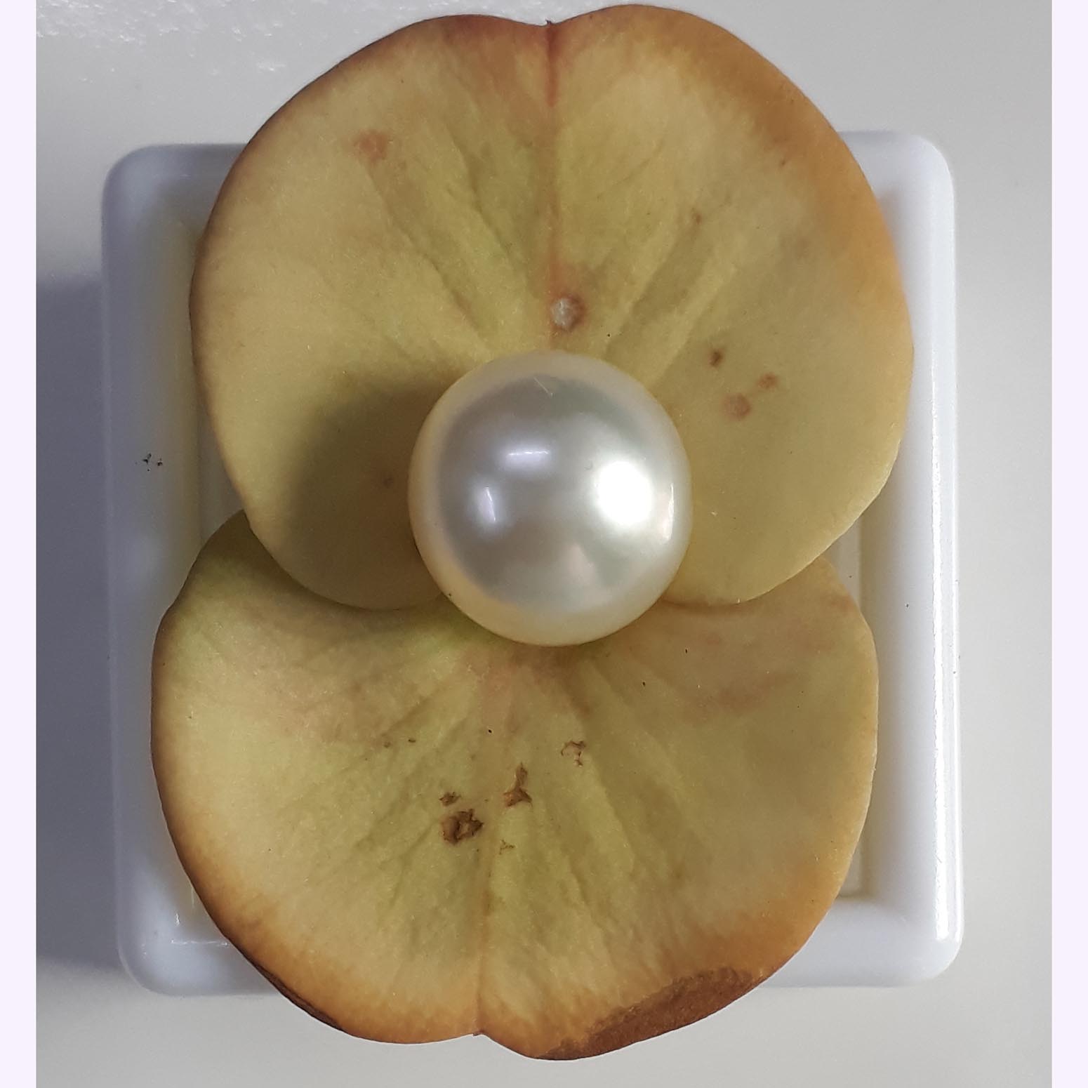 4.03 Carat Natural South Sea Pearl With Lab Certificate
