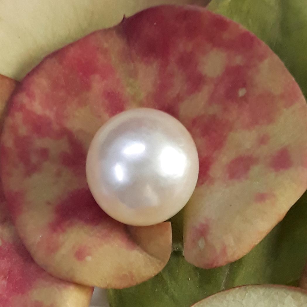 3.67 Carat Natural South Sea Pearl With Lab Certificate